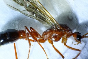 Myrmecia Männchen _3.jpg