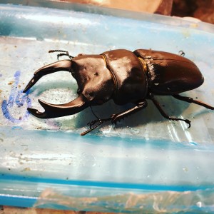 Dorcus hopei bindolosus (7-8cm)