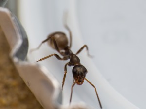 Die Arbeiterinnen haben einen eher bräunlichen Thorax