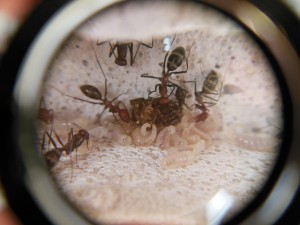 Immer gut gefütterte Larven auf nacktem Y-Tong