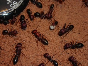 Cataglyphis nodus Brut.jpg