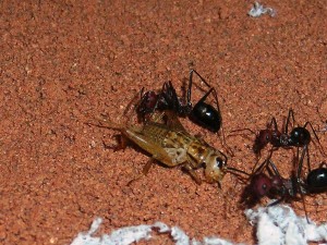 Cataglyphis nodus Fütterung2.jpg