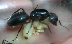 Camponotus herculeanus Gyne