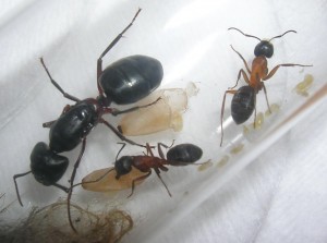 Camponotus herculeanus Fortschritt