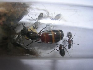 Camponotus ligniperdus Gründerin