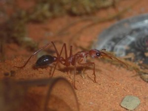 Myrmecia pavida Arbeiterin.jpg