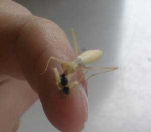 Miomantis paykullii Weibchen