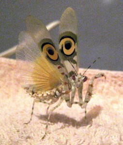 Pseudocreobotra wahlbergii Weibchen