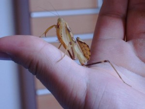 Sphodromantis lineola Larve