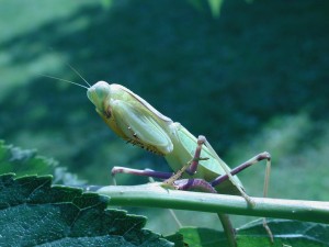 Sphodromantis lineola, kurzer Gartenausflug ;)