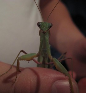 Sphodromantis bacetii Männchen