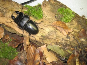 Dorcus titanus sumatra Paar - Wer findet das Weibchen? ;)