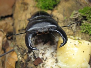 Dorcus titanus sumatra Bock - Meine Banane, wehe dir! ;)