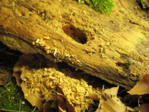 Dorcus titanus sumatra, Weibchen bohrte sich zwecks Eiablage in das Todholz