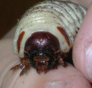 Mecynorrhina torquata ugandensis Larve