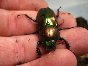 Phalacrognatus muelleri Adulti