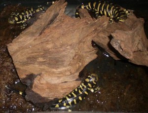 Ambystoma mavortium mavortium, genau 6 Tiere hatte ich in Gruppenhaltung, immer ordentlich hungrig gewesen, diese Tiger.<br />Auf dem Foto mussten sie bei einer Terrarienreinigung mal kurz das Plantschbecken wechseln ;).