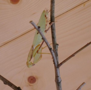 Sphodromantis lineola Weibchen, Freizimmerhaltung