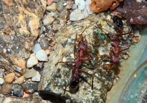 Myrmecia pavida _3.jpg