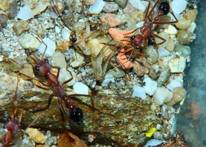 Myrmecia pavida _5.jpg