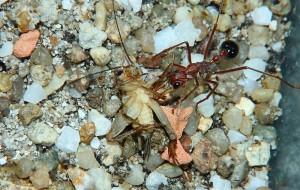 Myrmecia pavida _6.jpg