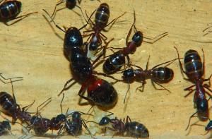 Camponotus ligniperdus Königin.jpg