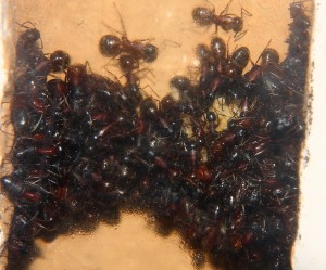 Camponotus ligniperdus  _1.jpg