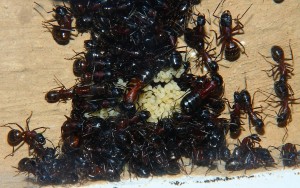 Camponotus ligniperdus  _2.jpg