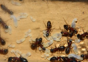 Camponotus ligniperdus  _6.jpg