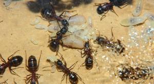 Camponotus ligniperdus  _9.jpg