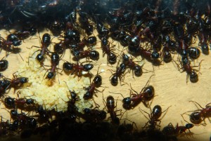 Camponotus ligniperdus _10.jpg