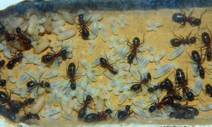 Camponotus ligniperdus Kinderstube.jpg