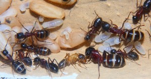 Camponotus ligniperdus Nachwuchs.jpg