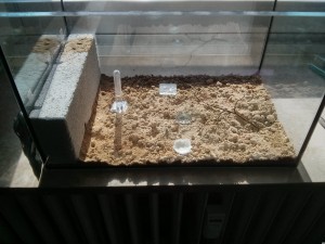 Formicarium