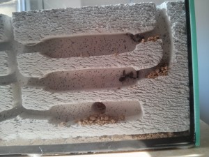 Formicarium