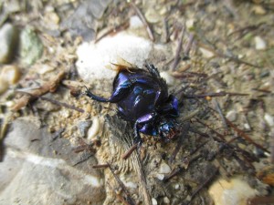 Anoplotrupes stercorosus