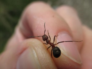 Formica cf. polyctena 1.0