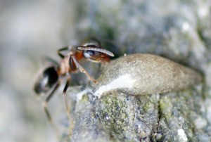 Ameise am Leberwurstköder - hoffentlich wirkt das Zeug überhaupt.