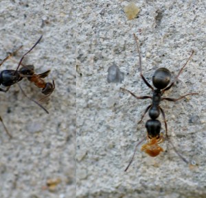 Nachbarvolk schleppt eine tote Lasius Emarginatus weg. Leider ist das Nachbarvolk nicht so zielstrebig, ich konnte nicht nachvollziehen, wo der Eingang zum Nest ist.