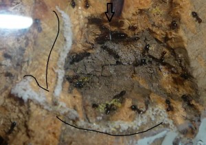 schmidti (1).JPG (188.92 KiB) 9252 mal betrachtet Alt, Nest der schmidtis