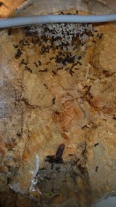schmidti (2).JPG (524.57 KiB) 9545 mal betrachtet Alt, Nest der schmidtis