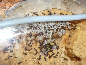 schmidti (3).JPG (252.67 KiB) 9468 mal betrachtet Alt, Nest der schmidtis