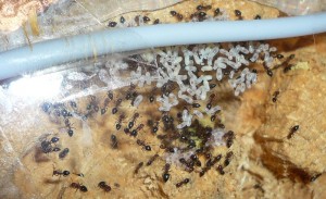 schmidti (4).JPG (198.96 KiB) 9252 mal betrachtet Alt, Nest der schmidtis