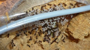 schmidti (5).JPG (183.4 KiB) 9252 mal betrachtet Alt, Nest der schmidtis