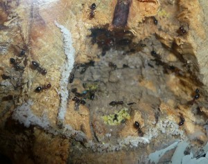schmidti (6).JPG (248.09 KiB) 9545 mal betrachtet Alt, Nest der schmidtis