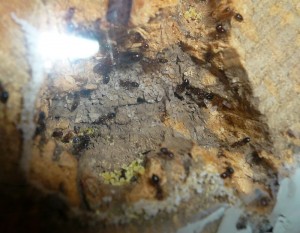 schmidti (7).JPG (192.87 KiB) 9545 mal betrachtet Alt, Nest der schmidtis
