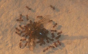 schmidti neuer (1).JPG (129.23 KiB) 8891 mal betrachtet Neu, Ansturm auf eine Fliege