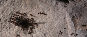 schmidti neuer (2).JPG (155.83 KiB) 8891 mal betrachtet Neu, Ansturm auf eine Fliege