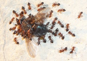 Neu, Ansturm auf eine Fliege