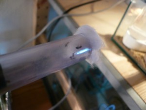 schmidti neuer (4).JPG (112.67 KiB) 8891 mal betrachtet Sie nagen an der Watte